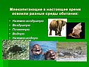 Млекопитающие в настоящее время освоили разные среды обитания: