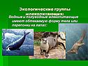 Экологические группы млекопитающих: