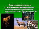 Млекопитающие 8 класс