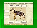 Млекопитающие 8 класс