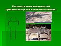 Расположение конечностей пресмыкающихся и млекопитающих: