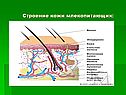 Строение кожи млекопитающих: