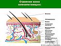 Строение кожи млекопитающих: