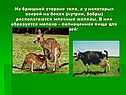 На брюшной стороне тела, а у некоторых зверей на боках (нутрии, бобры)