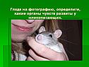 Глядя на фотографию, определите, какие органы чувств развиты у