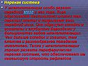 Нервная система