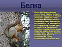 Белка