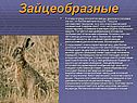 Зайцеобразные