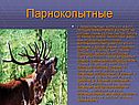 Парнокопытные