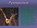 Млекопитающие, или звери