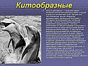 Китообразные