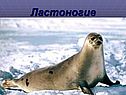 Ластоногие
