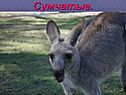 Сумчатые
