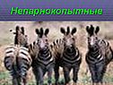 Непарнокопытные