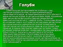 Голуби
