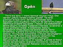 Орёл