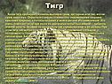 Тигр