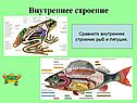 Внутреннее строение