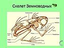 Скелет земноводных