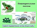 Пищеварительная система