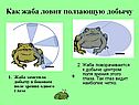 Жаба ловит ползающую добычу