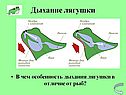 Дыхание лягушки