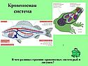 Кровеносная система