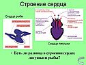 Строение сердца