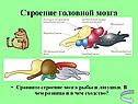 Строение головной мозга