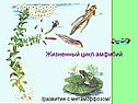 Жизненный цикл амфибий