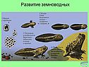 Развитие земноводных
