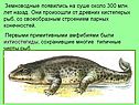 Земноводные