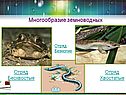 Отряд Хвостатые