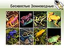 Многообразие амфибий