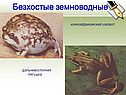 Южноафриканский узкорот