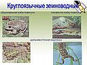 Круглоязычные земноводные