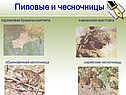 Карликовая бразильская пипа