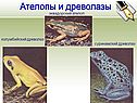 Ателопы и древолазы