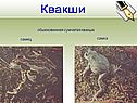 Квакши