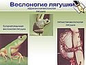 Веслоногие лягушки