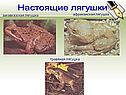 Настоящие лягушки