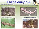 Саламандры
