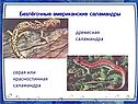 Безлёгочные американские саламандры