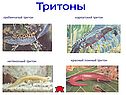 Тритоны