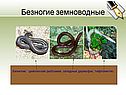 Безногие земноводные