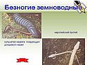 Европейский протей