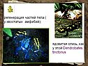 Регенерация частей тела
