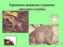 Внешнее строение лягушки и жабы