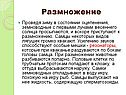 Размножение