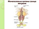 Мочеполовые органы самца лягушки